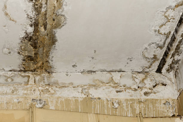 Best Biohazard Mold Removal  in Floral Park, NY