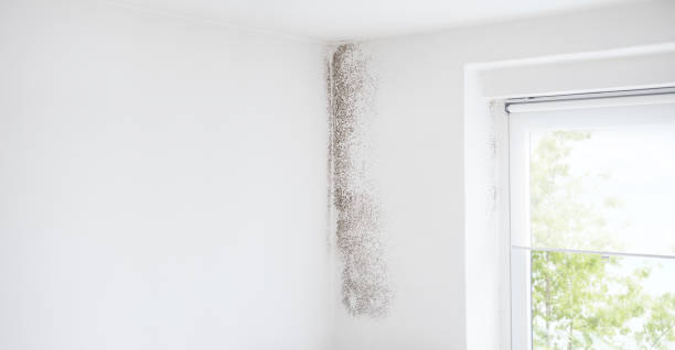 Mold Documentation for Insurance Claims in Floral Park, NY