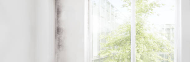 Best Industrial Mold Remediation  in Floral Park, NY