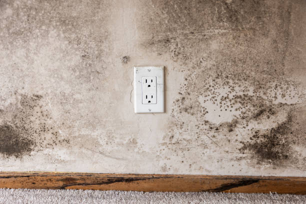 Mold Removal for HVAC Installations in Floral Park, NY